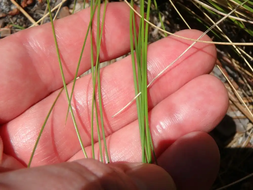 Foto de Aristida stricta - Leaves:Luke Armstrong