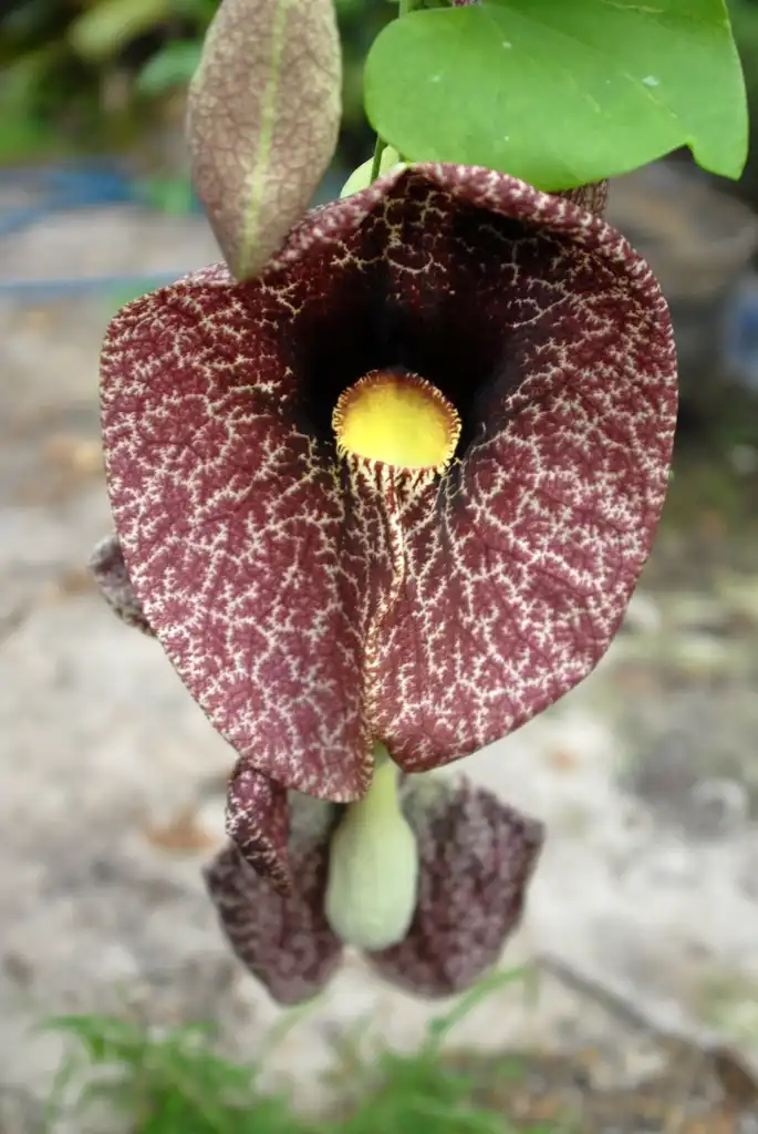 Foto de Aristolochia gigantea (Aristolochia giganteas)