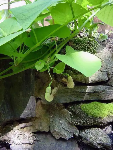 Фото Aristolochia macrophylla (Aristolochia macrophyllas)