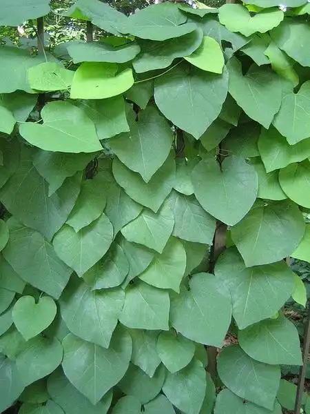 Фото Aristolochia macrophylla (Aristolochia macrophyllas)