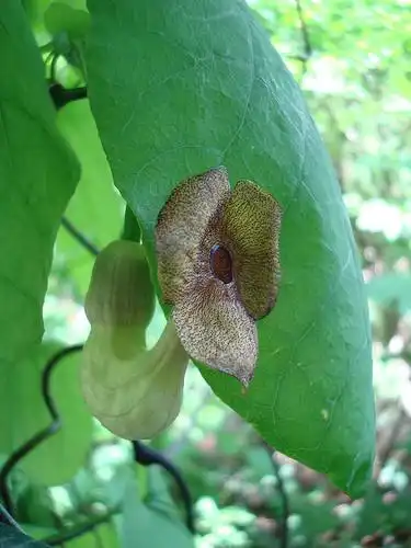 Фото Aristolochia macrophylla - Flower:Stadtkatze