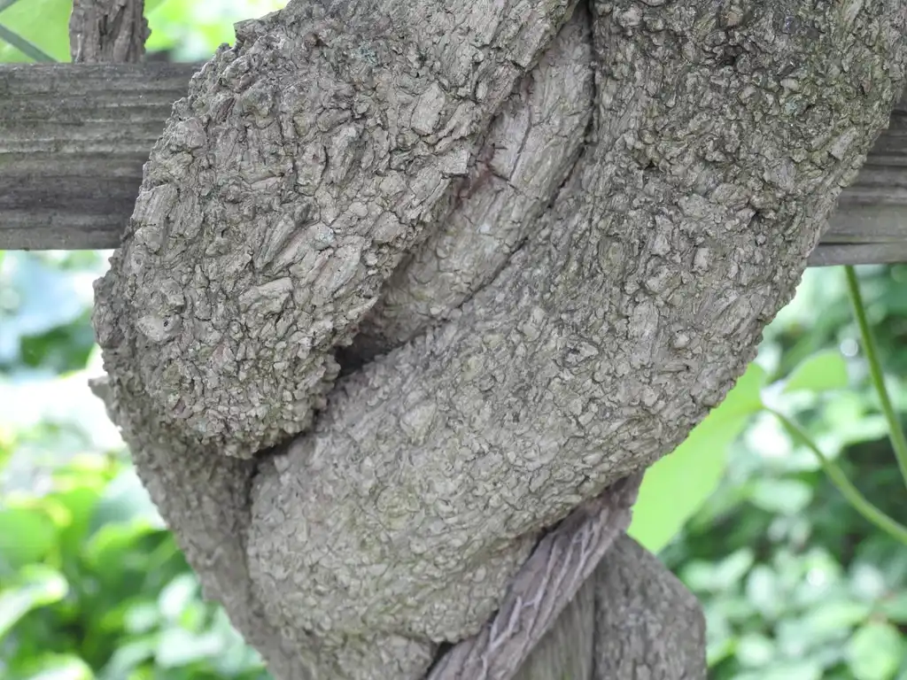 Фото Aristolochia tomentosa (Aristolochia tomentosas)