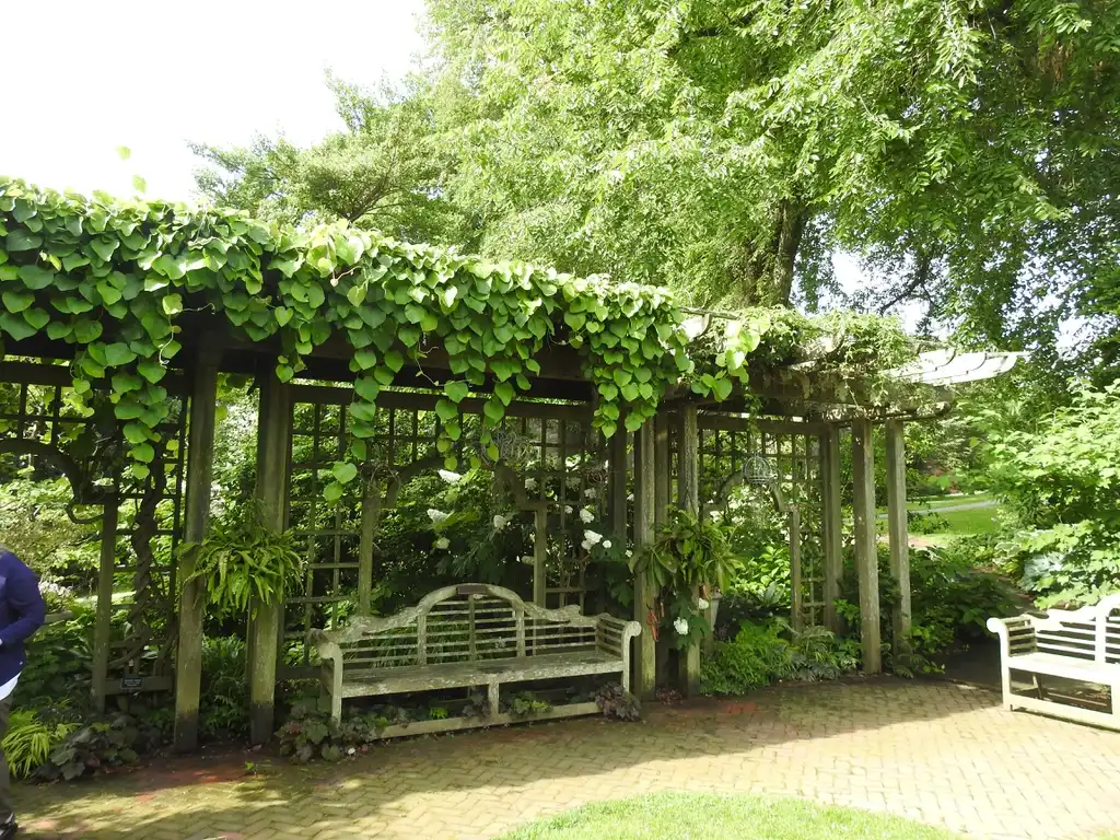 Фото Aristolochia tomentosa (Aristolochia tomentosas)