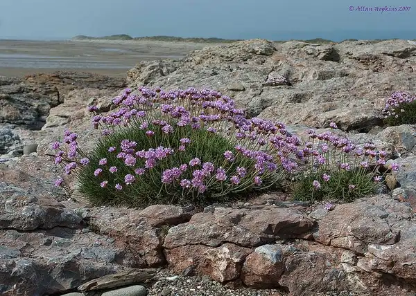 Фото Armeria maritima (Armeria maritimas)