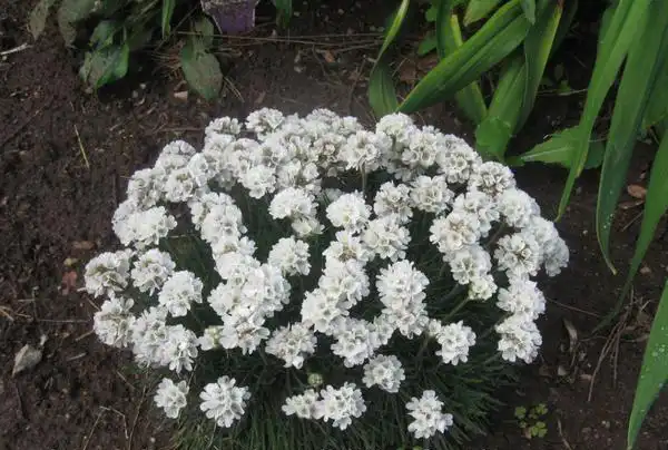 Фото Armeria maritima (Armeria maritimas)