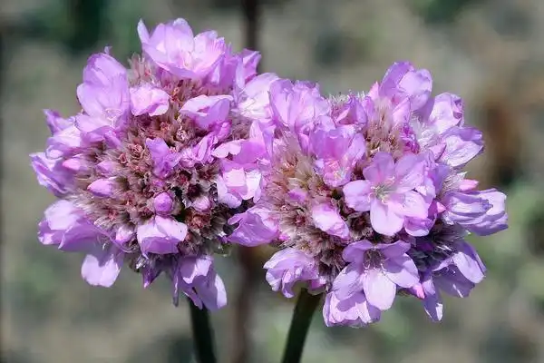 Фото Armeria maritima - Armeria maritima:David A Hofmann