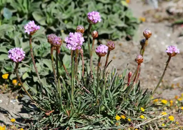 Фото Armeria maritima - Armeria maritima:David A Hofmann