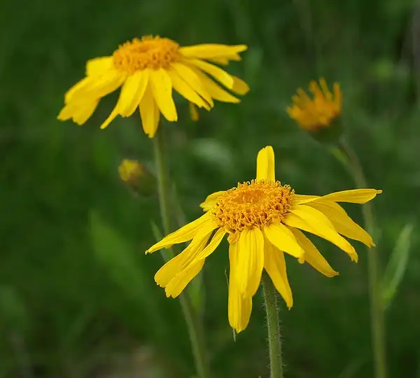 Фото Arnica montana (Arnica montanas)