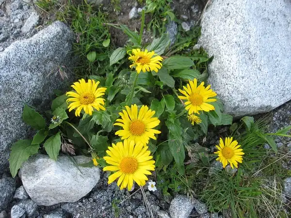 Фото Arnica montana (Arnica montanas)
