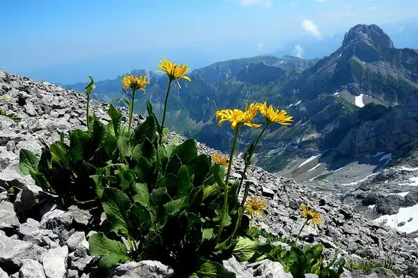 Фото Arnica montana - Natural Form:Stephanie Kroos
