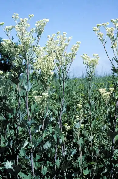 Photo of Arnoglossum atriplicifolium (Arnoglossum atriplicifoliums)