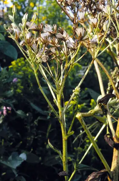 Photo of Arnoglossum atriplicifolium (Arnoglossum atriplicifoliums)