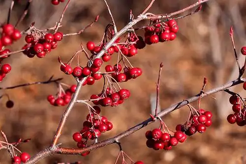 Photo of Aronia arbutifolia (Aronia arbutifolias)