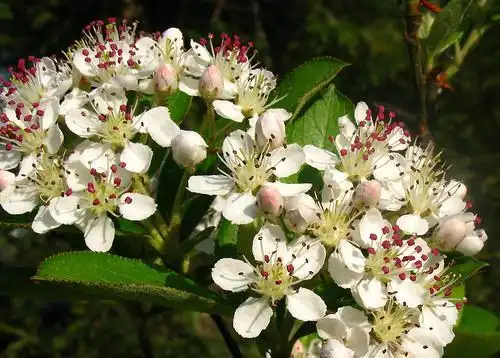 Photo of Aronia arbutifolia (Aronia arbutifolias)