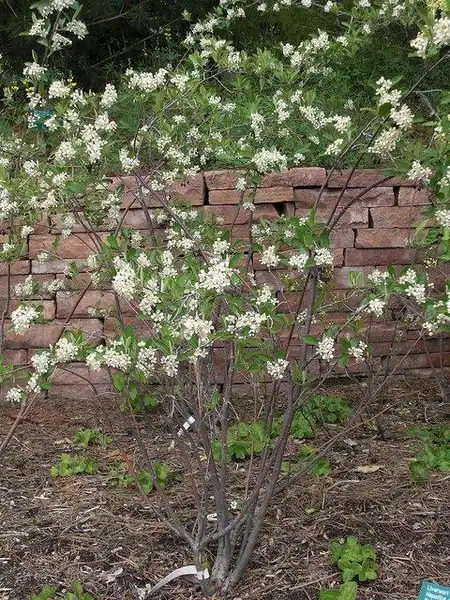 Photo of Aronia arbutifolia - Form:Andrey Zharkikh