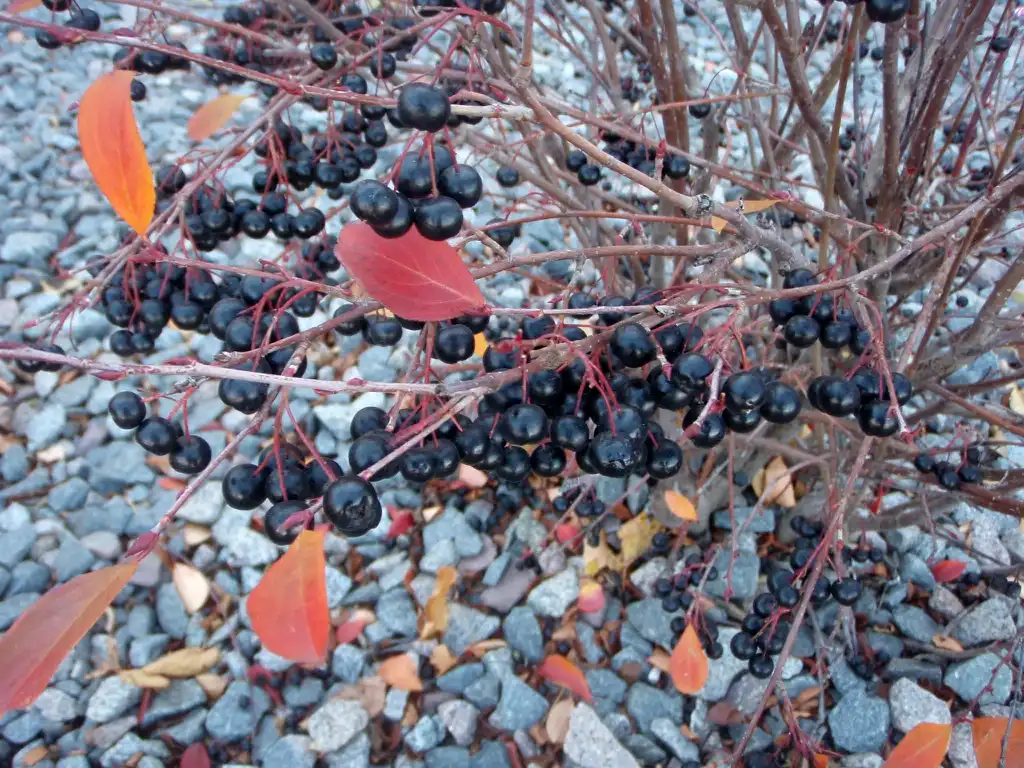 Photo of Aronia melanocarpa (Aronia melanocarpas)