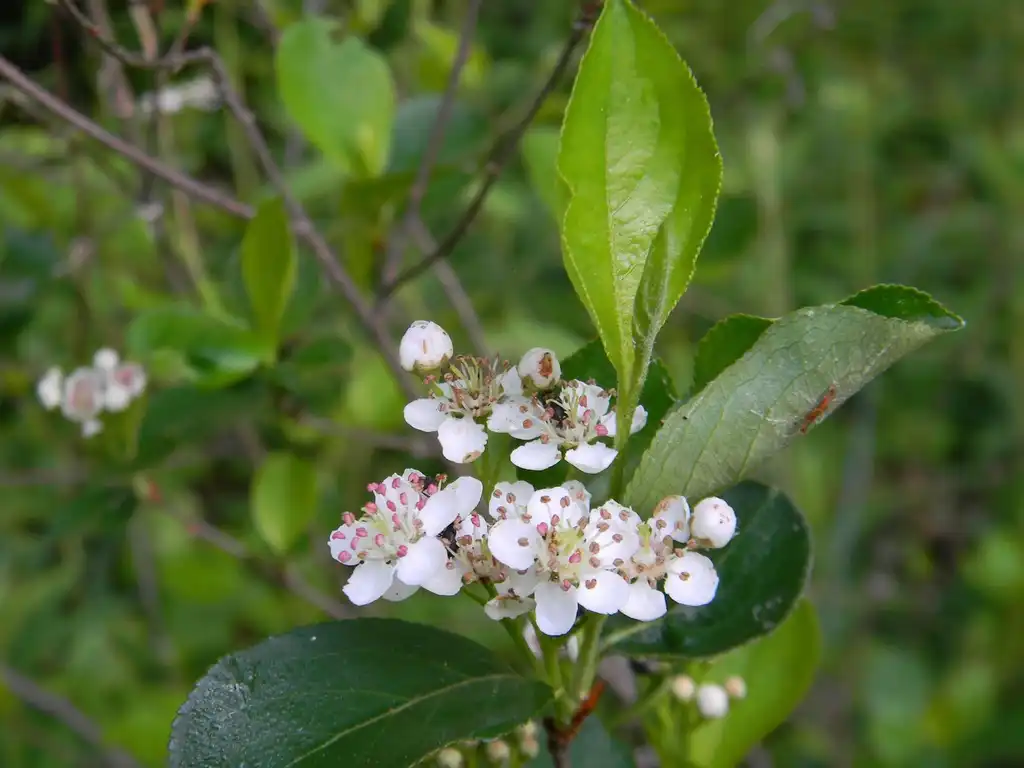Photo of Aronia melanocarpa (Aronia melanocarpas)