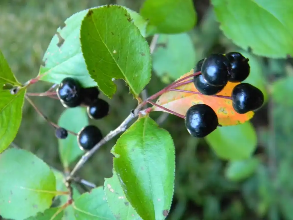 Photo of Aronia melanocarpa - 'Autumn Magic' Fruit and Leaves (Buncombe County, NC):Randy Harter