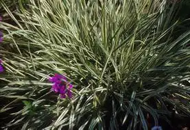 Foto de Arrhenatherum elatius subsp bulbosum (Arrhenatherum elatius subsp bulbosums)