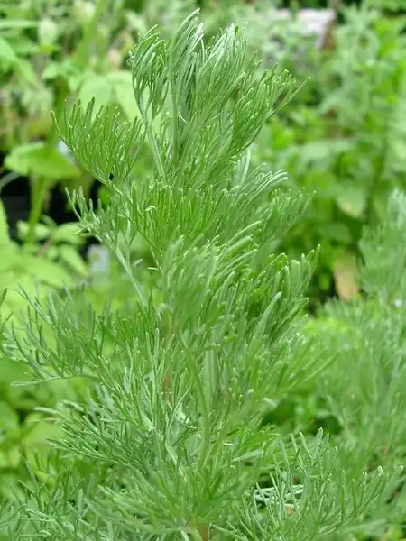 Foto de Artemisia abrotanum (Artemisia abrotanums)