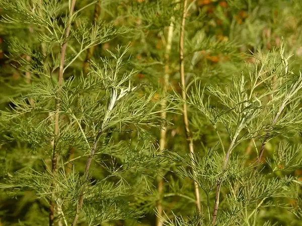 Foto de Artemisia abrotanum (Artemisia abrotanums)