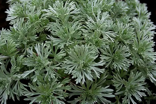Foto de Artemisia abrotanum - Finely divided leaves.:rwphotos