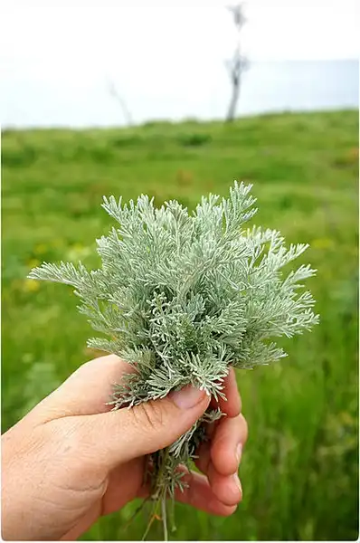 Foto de Artemisia abrotanum - Close up of leaves.:Olga Mazur Tkachuk