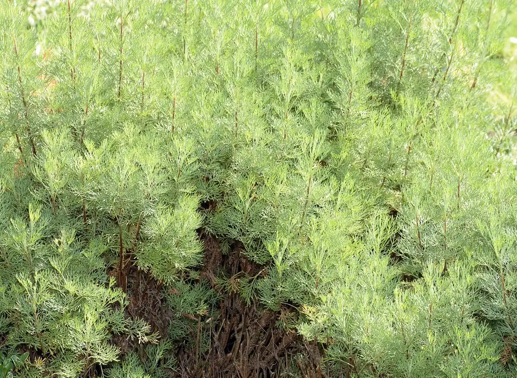 Foto de Artemisia abrotanum - Plantation:André Karwath aka Aka