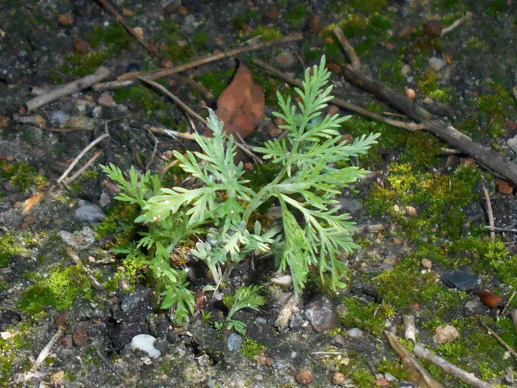 Foto de Artemisia abrotanum - Leaves:Salicyna