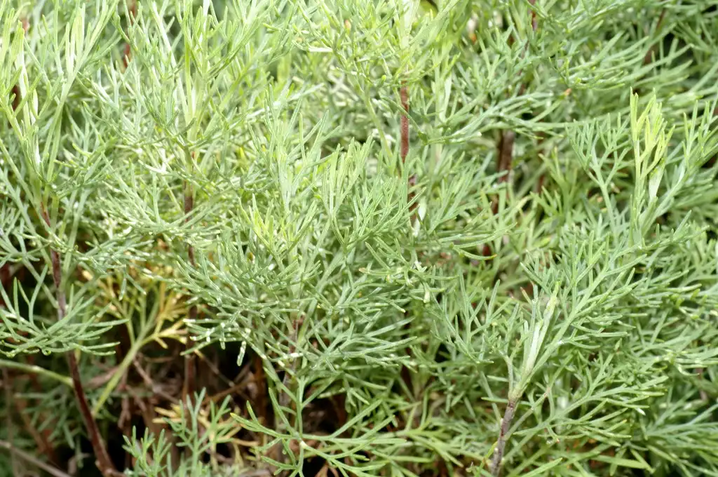 Foto de Artemisia abrotanum - Leaves:André Karwath aka Aka