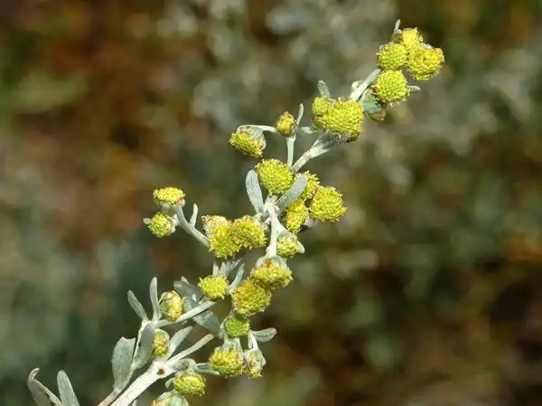 Фото Artemisia absinthium (Artemisia absinthiums)