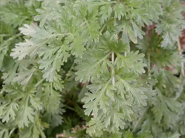 Фото Artemisia absinthium (Artemisia absinthiums)