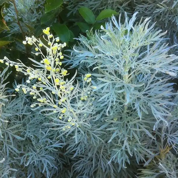 Фото Artemisia absinthium - :The Weed One