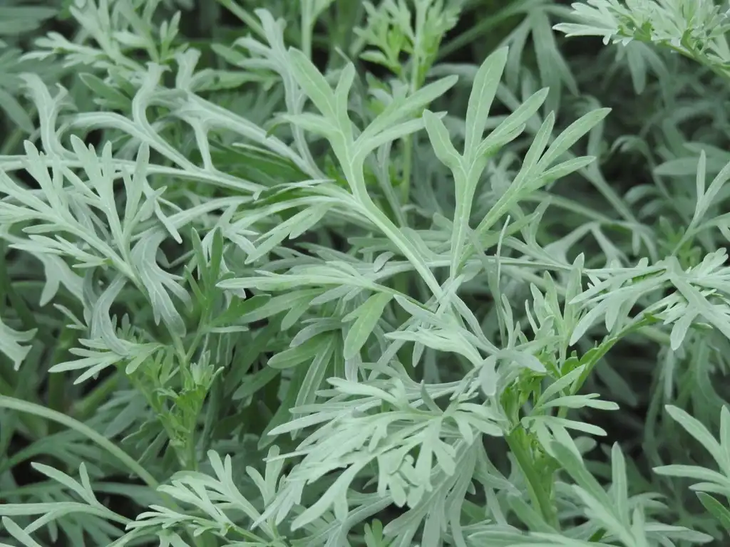 Фото Artemisia absinthium - Artemisia absinthium leaves:Kathleen Moore