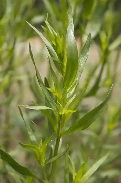 Foto de Artemisia dracunculus (Artemisia dracunculuss)