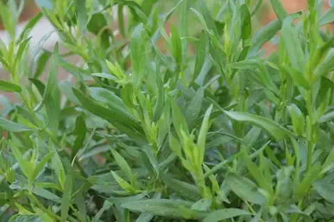 Foto de Artemisia dracunculus (Artemisia dracunculuss)