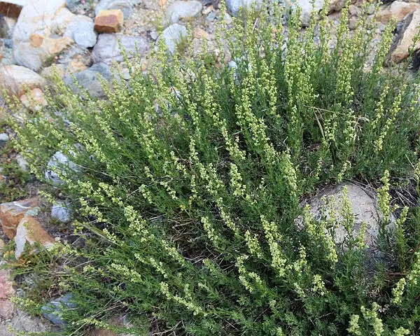 Фото Artemisia ludoviciana (Artemisia ludovicianas)