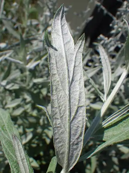 Фото Artemisia ludoviciana (Artemisia ludovicianas)