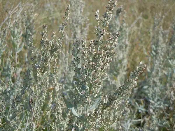 Фото Artemisia ludoviciana - Fruits:Matt Lavin