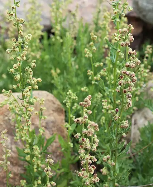 Фото Artemisia ludoviciana - Flowers close up.:Dcrjsr
