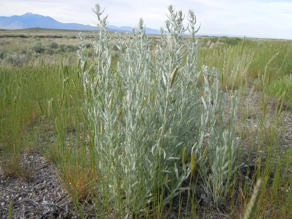 Фото Artemisia ludoviciana - Form:Matt Lavin