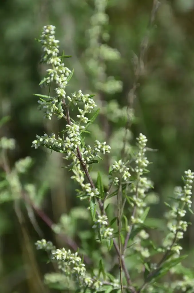 Photo of Artemisia vulgaris (Artemisia vulgariss)