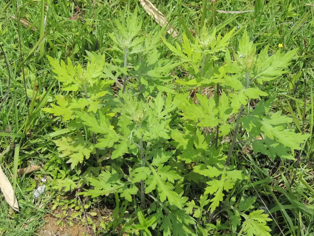 Photo of Artemisia vulgaris (Artemisia vulgariss)