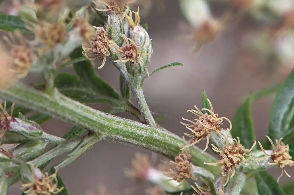 Photo of Artemisia vulgaris - Stem, flower:Rasbak