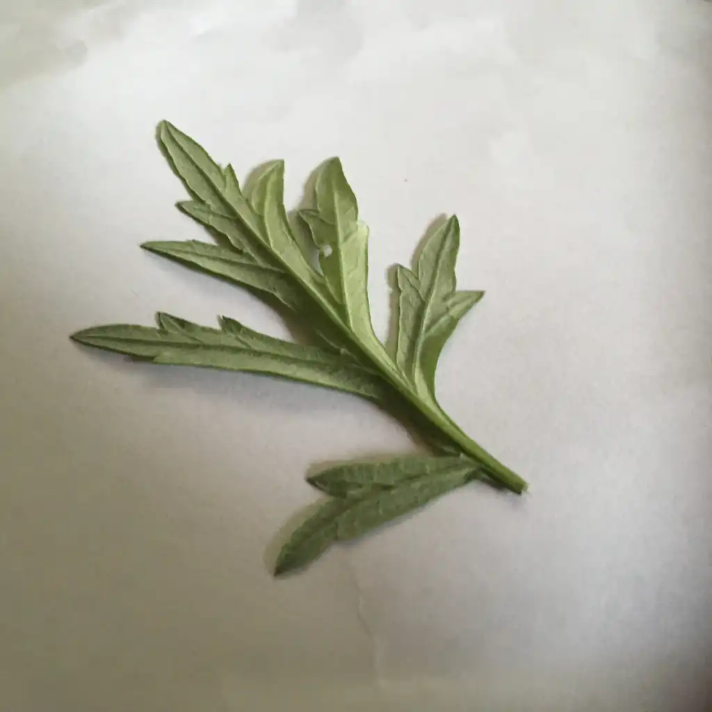 Photo of Artemisia vulgaris - Underside of leaf:Prahlad balaji