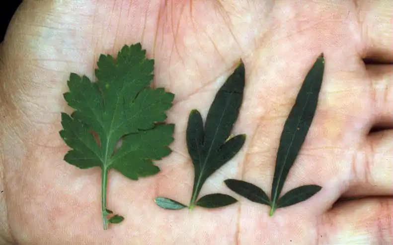 Photo of Artemisia vulgaris - Variation in leaf shape:Ohio State WeedLab
