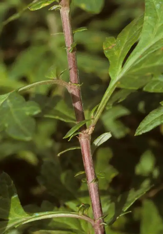 Photo of Artemisia vulgaris - Stem detail:Ohio State WeedLab