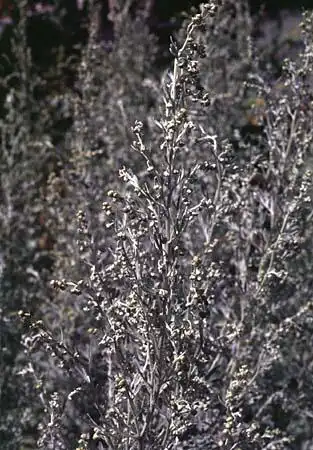 Foto de Artemisia (Artemisias)
