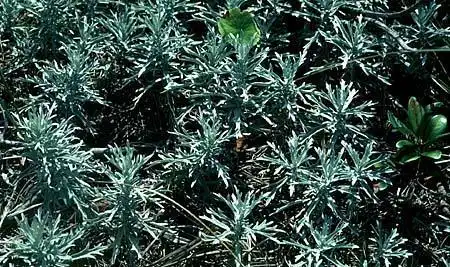 Foto de Artemisia (Artemisias)
