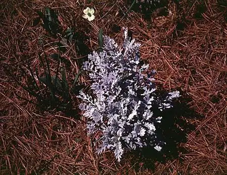 Foto de Artemisia - :